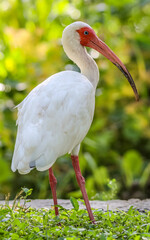 This  photograph features a striking white ibis standing gracefully in lush green grass in Florida. The bird’s snowy feathers and long, curved beak are captured in sharp detail.