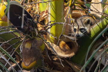 Raccoon hiding inside a tall palm tree