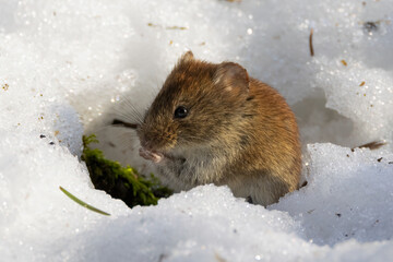 Bank vole