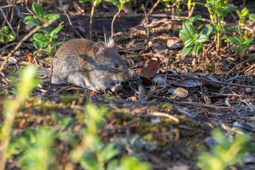 Bank vole