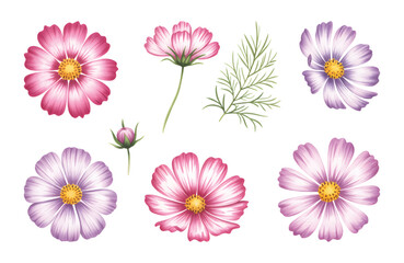 Botanical watercolor cosmos collection with elegant petals.
