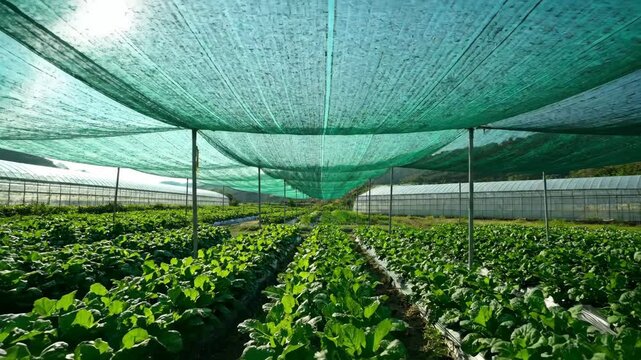 Vegetable Crop Under Shade Netting - This video shows rows of vibrant green vegetable crops growing under a protective green shade netting structure, with greenhouses visible in the background.