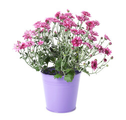 Beautiful pink chrysanthemum flowers in pot isolated on white