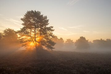 Obraz premium Mehlinger Heide in voller Blüte bei Sonnenaufgang mit Nebel und Lichtfingern
