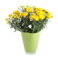 Beautiful yellow chrysanthemum flowers in pot isolated on white