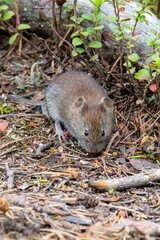 Bank vole