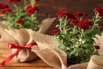 Beautiful red chrysanthemum flowers on wooden table, closeup