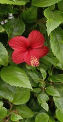 Close-Up of a Single Vibrant Red Hibiscus Flower with Stamen Surrounded by Dark Green Leaves
