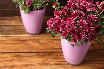 Beautiful pink chrysanthemum flowers in pots on wooden table, closeup. Space for text