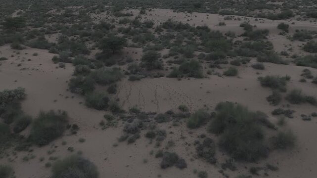Aerial top view of Khuri Sand Dunes near Jaisalmer, Rajasthan, captured after sunset, showing soft desert tones, intricate sand textures, and scattered green vegetation like Khejri, Rohida, and Babool