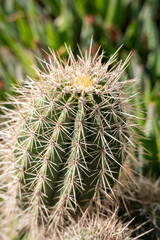 Focus view cactus with blurred background