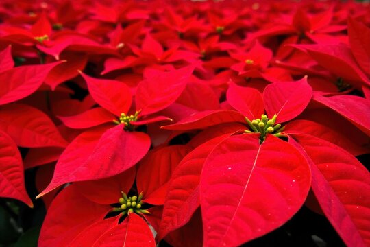 A close up of vibrant red glitter dusted poinsettia petals and gold leaf accents, capturing the essence of opulent Christmas cheer. Extreme close up of lush, vibrant red poinsettia petals generously