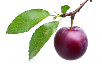 Fresh Plum On A Branch With Leaves Isolated Object Element