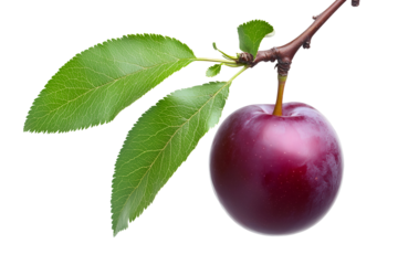 Fresh Plum On A Branch With Leaves Isolated Object Element