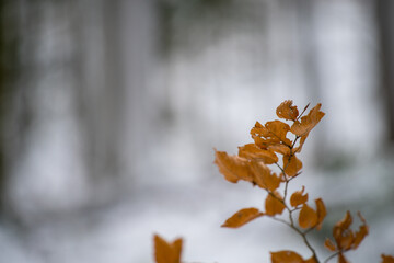 Verschneiter Pfälzerwald im Edenkobener Tal im Winter