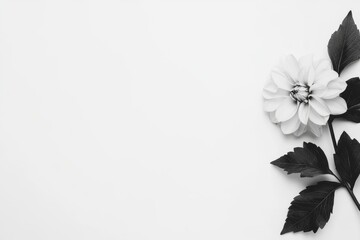 Delicate Bloom in Monochrome: A beautifully captured black and white composition, revealing a delicate dahlia in full bloom, gracefully poised alongside its lush green leaves.