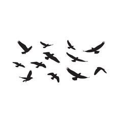 Silhouette of flying birds in various positions, freedom and travel concept, on white background.