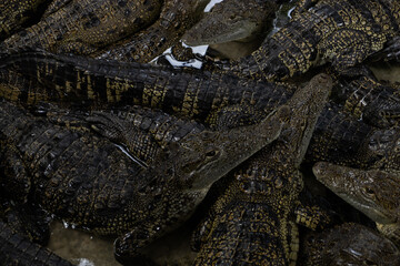 Crocodylus moreletii in Yucatan Peninsula, Mexico