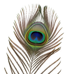 Intricate peacock feather eye detail with vibrant blue and green colors isolated on transparent background