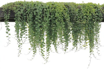 Cascading Lush Green Hanging Vines and Foliage Drapery Over a Beam Isolated on a Transparent White Background