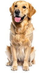 Smiling Golden Retriever poses, facing forward, on a clean white background. Its tongue is visible, eyes engaged