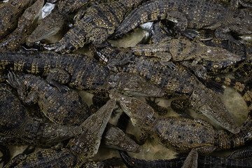 Crocodylus moreletii in Yucatan Peninsula, Mexico