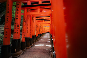 Sunlit Corridor of Vermillion Torii Gates at Fushimi Inari Shrine