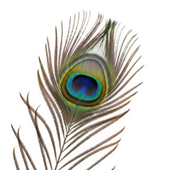 Closeup of a vibrant peacock feather eye detail with intricate textures and colors isolated on transparent background