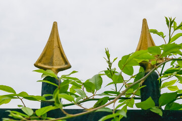 Golden fence spikes entwined with green ivy leaves against an overcast sky