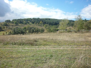landscape with trees