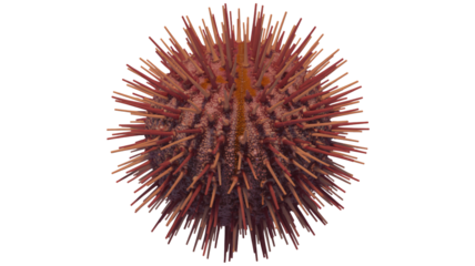 Luxurious evergreen wreath instantly adds festive holiday spirit to any seasonal decor project creating warm inviting atmosphere