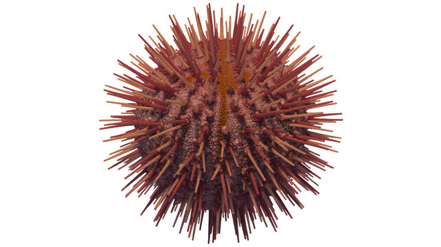 Luxurious evergreen wreath instantly adds festive holiday spirit to any seasonal decor project creating warm inviting atmosphere