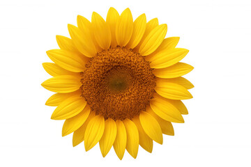 Fototapeta premium Sunflower head with bright yellow petals and brown center showing summer nature happiness, transparent background