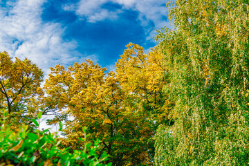 Fototapeta premium Colorful autumn trees with yellow and green foliage under bright blue sky and scattered white clouds