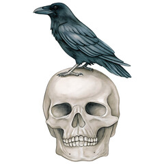 watercolor hand drawn skull and crow isolated on white background, png, ai generated