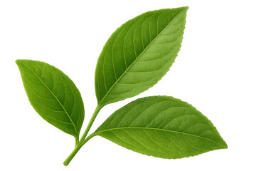 Obraz premium Fresh green leaves branch with clear texture featuring spring growth, vitality, and nature, transparent background