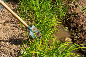 Gardening Shovel Digging Soil in Sunlight