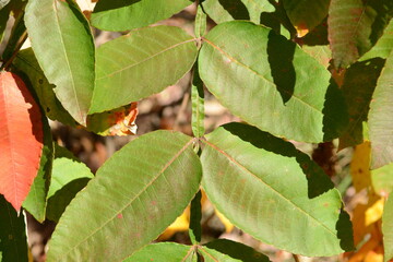 Rhus chinensis, deciduous tree with red autumn leaves and gall formations on its foliage