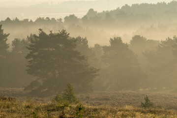 Mehlinger Heide in voller Blüte bei Sonnenaufgang mit Nebel und Lichtfingern