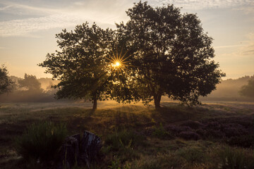 Mehlinger Heide in voller Blüte bei Sonnenaufgang mit Nebel und Lichtfingern