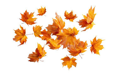 Obraz premium Autumn leaves swirling in the wind