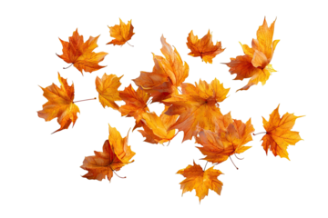 Autumn leaves swirling in the wind