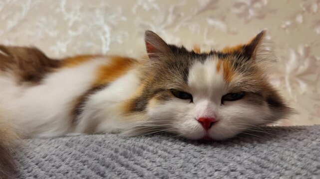 A close-up, horizontal shot of a relaxed, long-haired calico cat, predominantly white with ginger and brown patches, lying peacefully on a textured gray blanket with its head resting down, showcasing