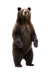 Obraz premium A brown bear stands upright, showcasing its robust build and thick fur in a natural environment.