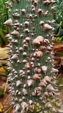 An extreme vertical close-up shot captures the intense texture of a young tree trunk, likely a Silk Floss or Kapok tree, featuring a greenish-gray bark densely covered with sharp, cone-shaped, light