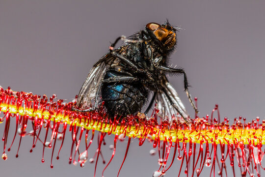Macro image of a blue bottle fly, Calliphora vomitoria,  caught by the sticky tentacles of a Cape Sundew plant, Drosera capensis taken in Dorset, England, UK