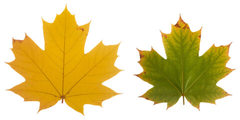 Collection of small maple leaves in autumn colors, Assorted golden and orange maple leaves for fall decor