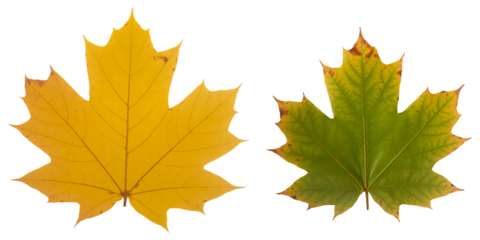 Collection of small maple leaves in autumn colors, Assorted golden and orange maple leaves for fall decor