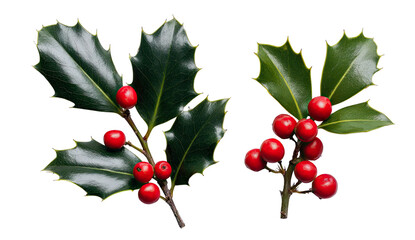 Two sprigs of holly with bright red berries against a black background