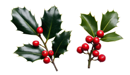 Two sprigs of holly with bright red berries against a black background
